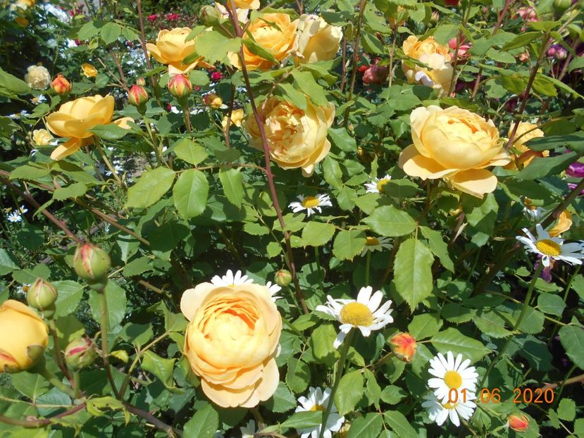  - Golden Celebration