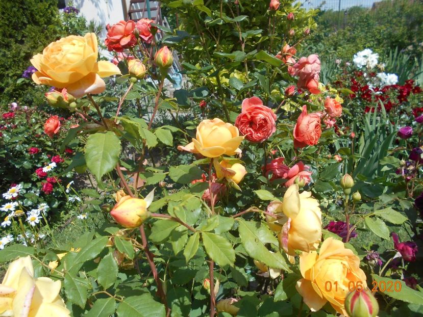  - Golden Celebration