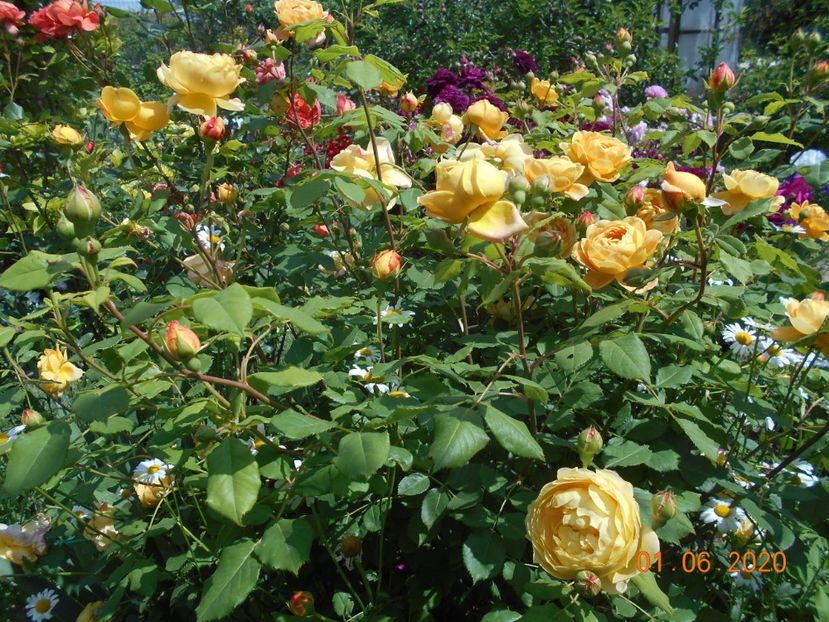  - Golden Celebration