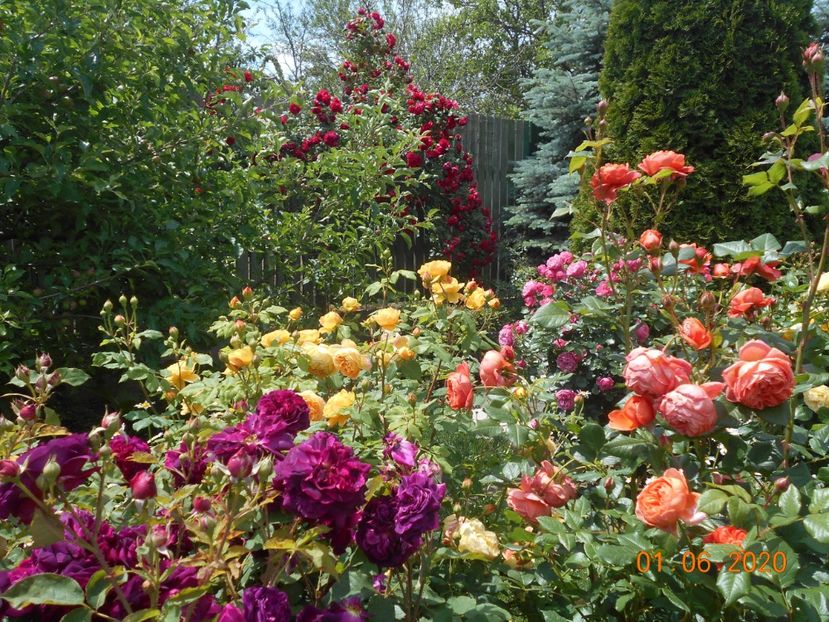 - 1Trandafiri 2020