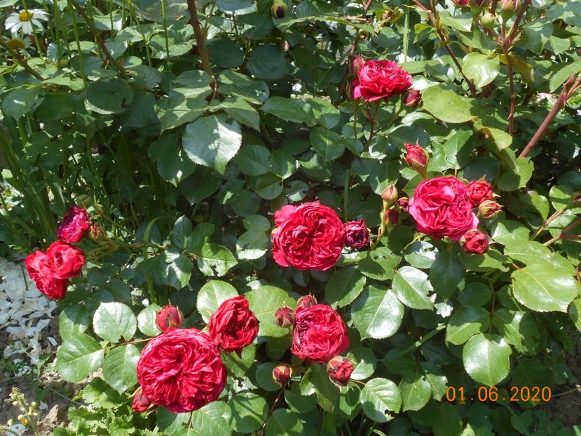  - Red Leonardo Da Vinci