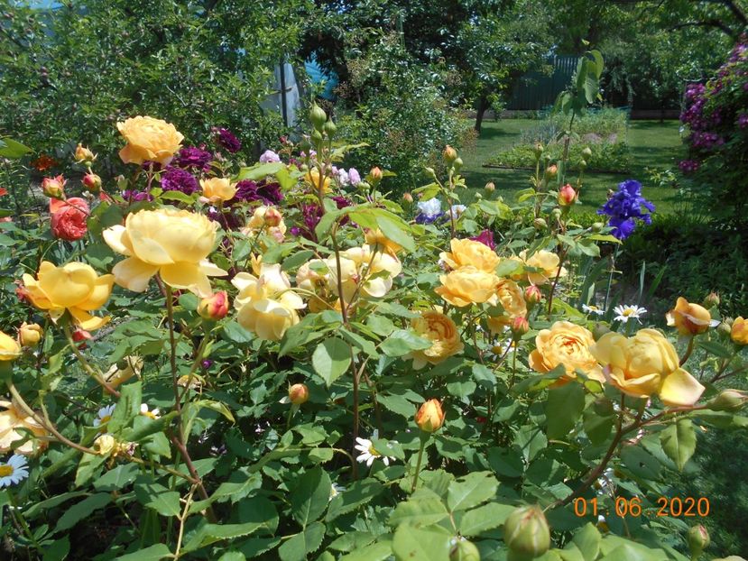  - Golden Celebration