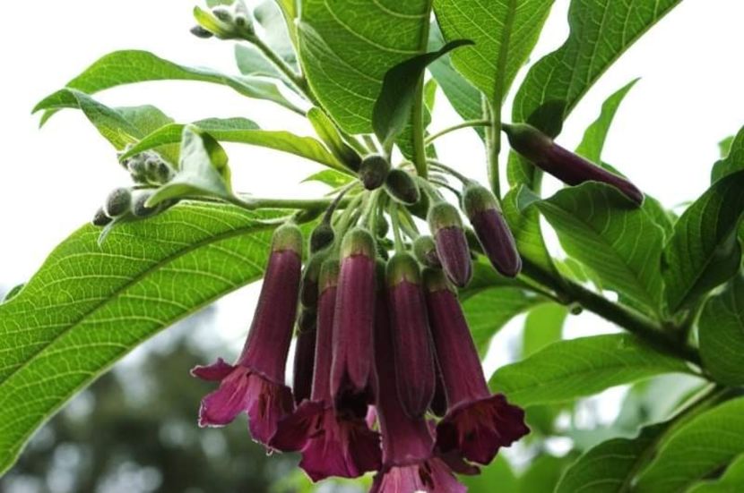 received_244493466859288 - Acnistus australis Sunrise