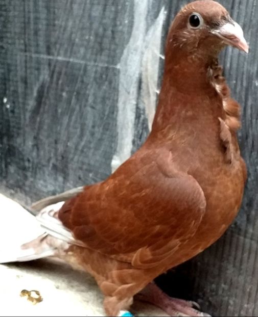  - CRAVATAȚI ROMÂNEȘTI