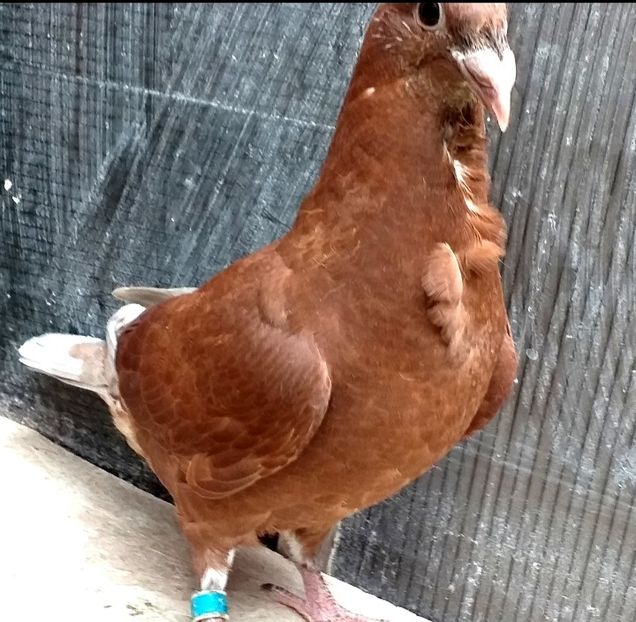  - CRAVATAȚI ROMÂNEȘTI