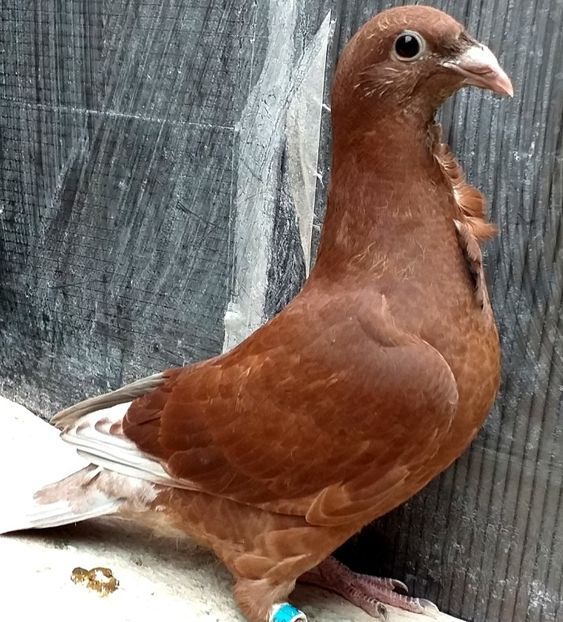  - CRAVATAȚI ROMÂNEȘTI