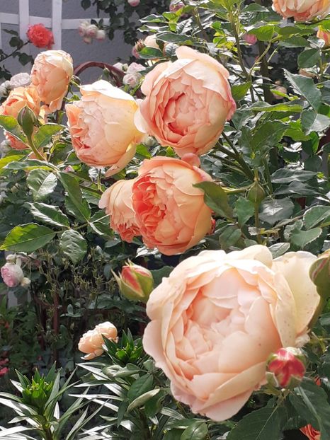  - Lady of Shalott 2020