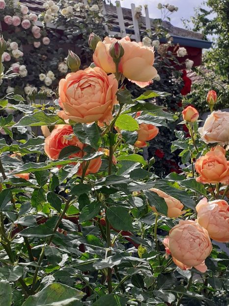  - Lady of Shalott 2020