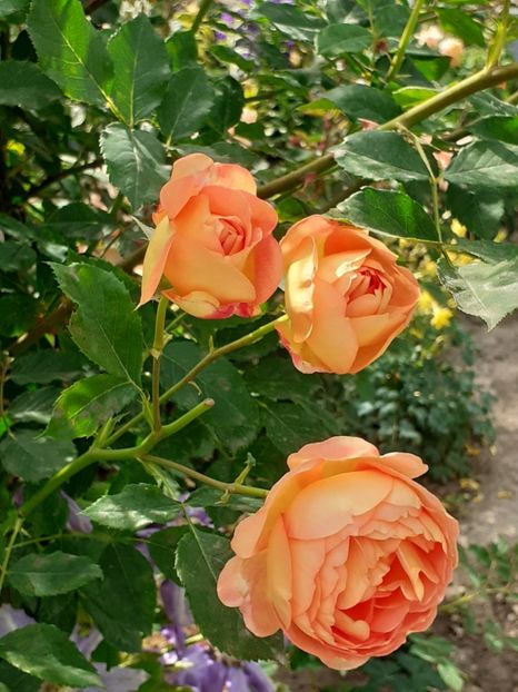  - Lady of Shalott 2020