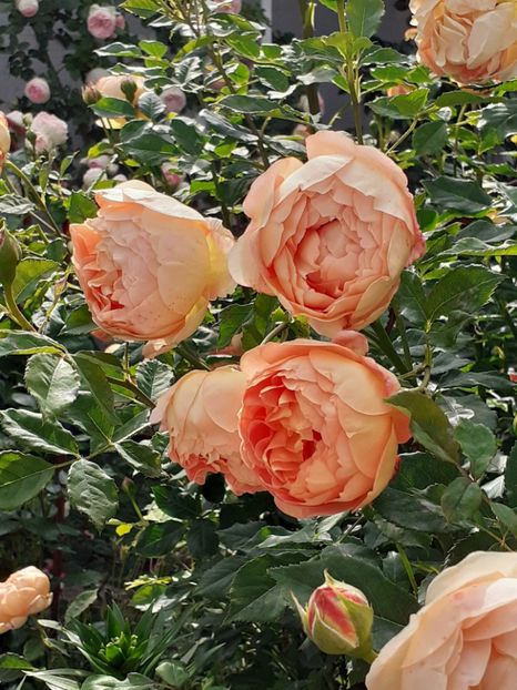 - Lady of Shalott 2020