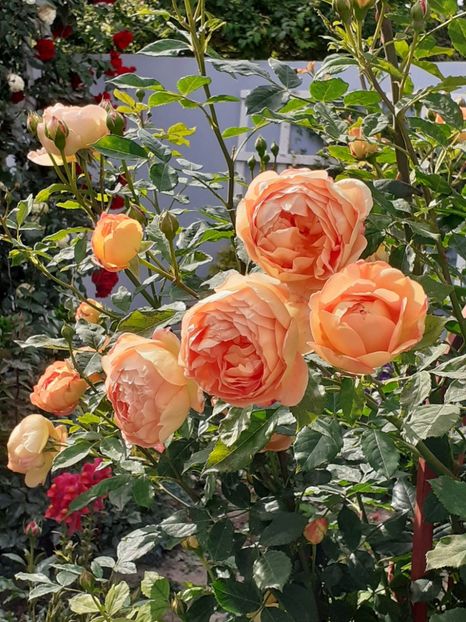  - Lady of Shalott 2020