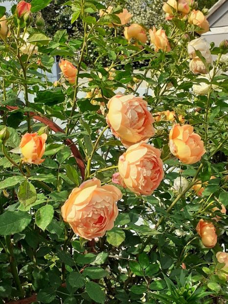  - Lady of Shalott 2020