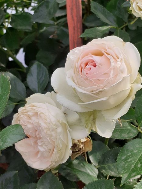  - Palais Royale 2020