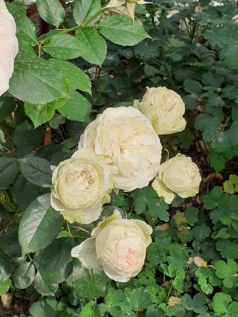  - Palais Royale 2020