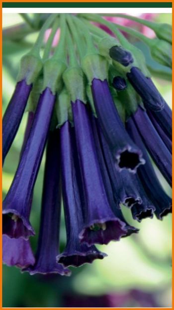 Screenshot_20200602-065538_Chrome - Iochroma Royal Queen