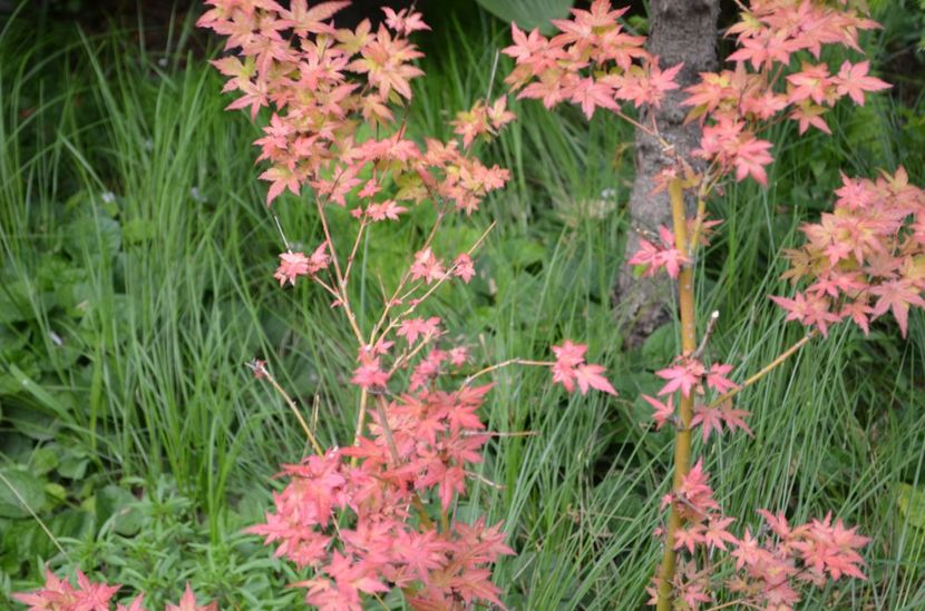  - Simfonii de primavara