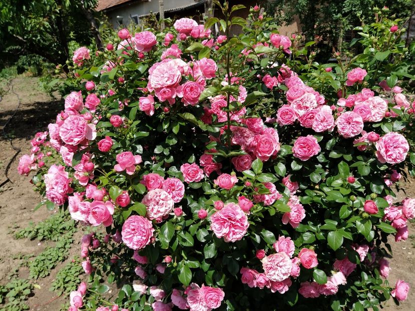 Leonardo da Vinci - Mai 2020