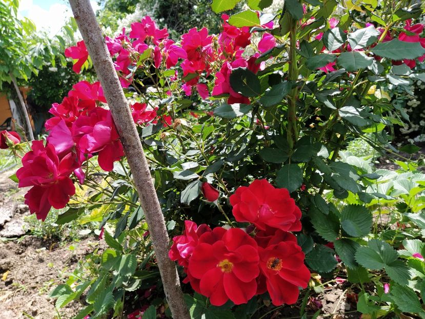 Zeelandia - Mai 2020