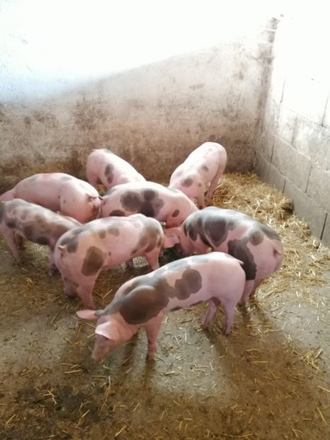  - Pietrain pt reproductie 2020