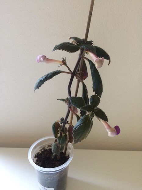 2.06.2020- nu vrea să se deschidă :( - BriDs Gabriela