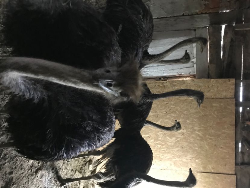 4B1D4114-B4F9-4E3C-BD41-3B8C07942692 - Strut negru african