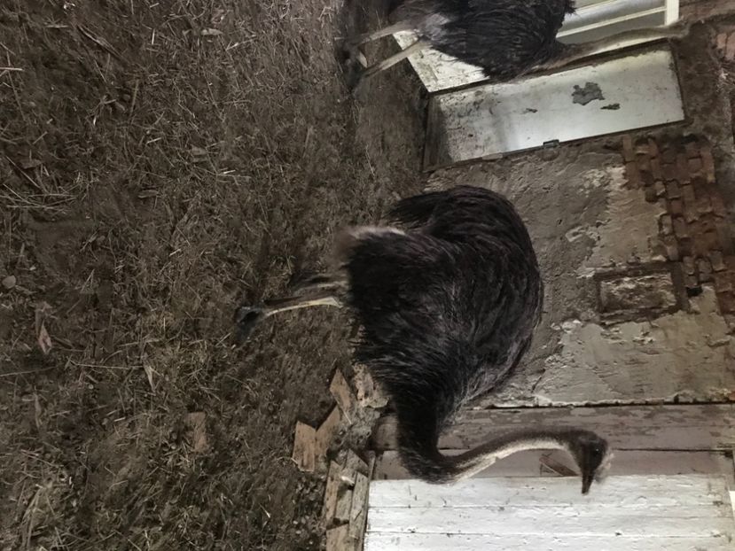 EEFAA67C-6C9A-48D6-9899-9841C3044414 - Strut negru african