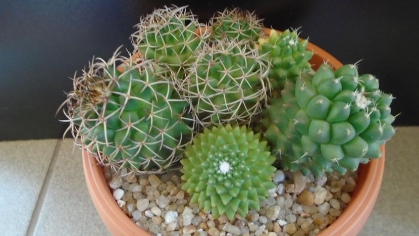 Mammillaria polythele cv. Stachellos & polythele ssp. durispina in aceeasi colonie - Cactusi 2020 evolutie primavara