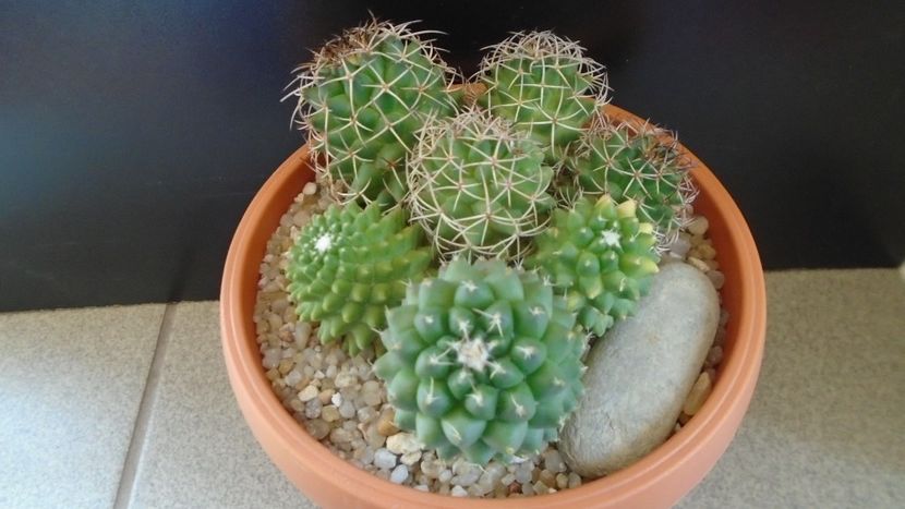 Mammillaria polythele cv. Stachellos & polythele ssp. durispina in aceeasi colonie - Cactusi 2020 evolutie primavara
