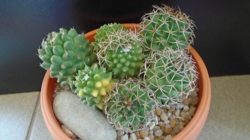 Mammillaria polythele cv. Stachellos & polythele ssp. durispina in aceeasi colonie - Cactusi 2020 evolutie primavara