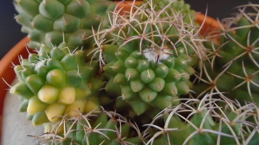 Mammillaria polythele cv. Stachellos & polythele ssp. durispina in aceeasi colonie - Cactusi 2020 evolutie primavara