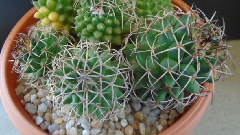 Mammillaria polythele cv. Stachellos & polythele ssp. durispina in aceeasi colonie - Cactusi 2020 evolutie primavara
