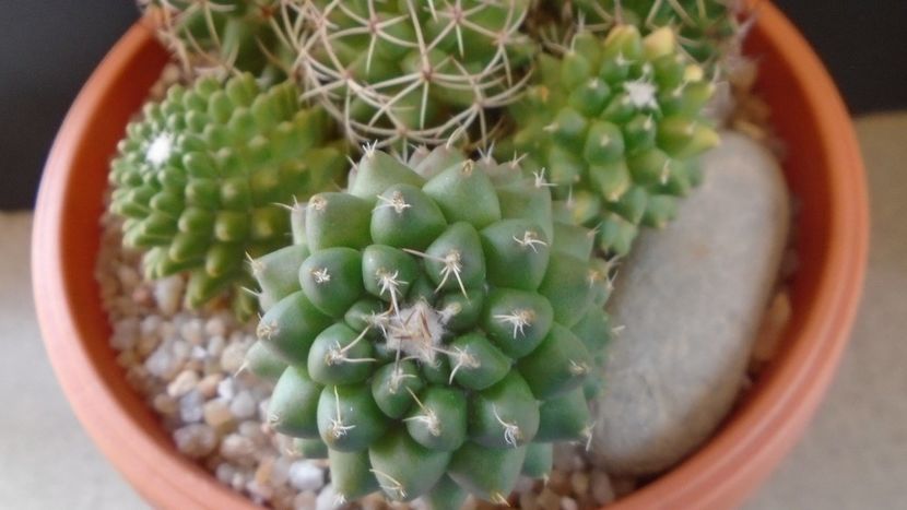 Mammillaria polythele cv. Stachellos & polythele ssp. durispina in aceeasi colonie - Cactusi 2020 evolutie primavara