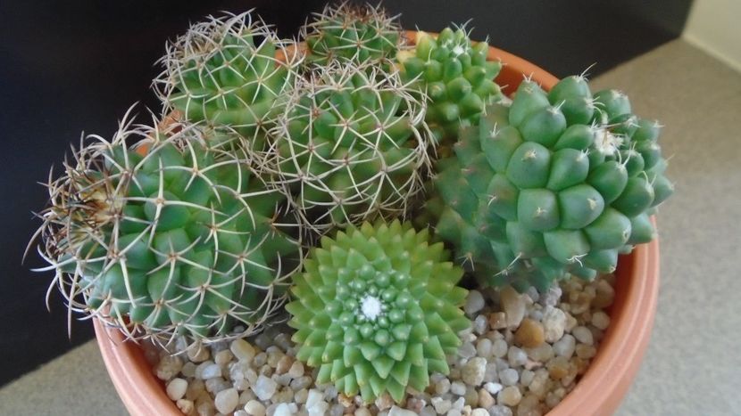 Mammillaria polythele cv. Stachellos & polythele ssp. durispina in aceeasi colonie - Cactusi 2020 evolutie primavara