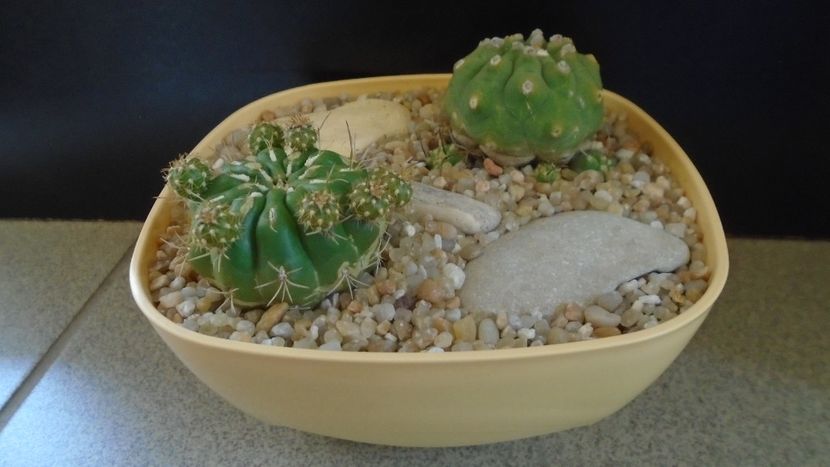 Grup de 2 Matucana - Cactusi 2020 evolutie primavara