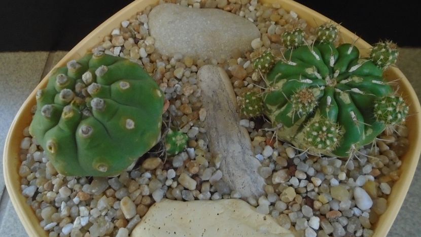 Grup de 2 Matucana - Cactusi 2020 evolutie primavara