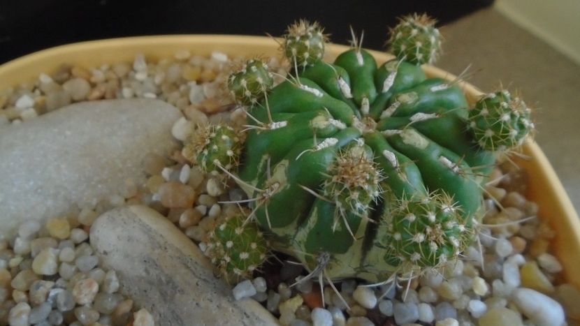 Matucana aurantiaca ssp. polzii - Cactusi 2020 evolutie primavara