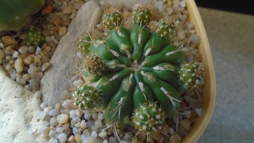 Matucana aurantiaca ssp. polzii - Cactusi 2020 evolutie primavara
