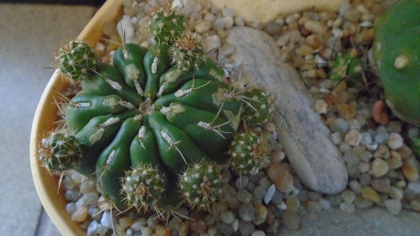 Matucana aurantiaca ssp. polzii - Cactusi 2020 evolutie primavara