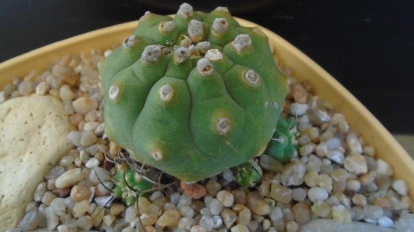 Matucana madisoniorum - Cactusi 2020 evolutie primavara