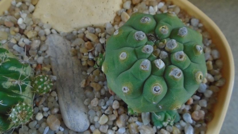 Matucana madisoniorum - Cactusi 2020 evolutie primavara