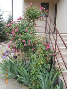 113468710_YCWCOPB - 1-21Mai 2020