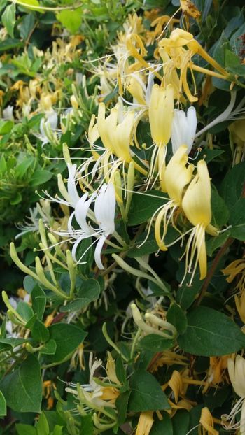 Lonicera japonica(mirele si mireasa) - Gradina si terasa PrimaLuce_7-Hello 2020