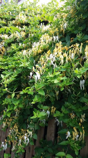 Lonicera japonica(mirele si mireasa) - Gradina si terasa PrimaLuce_7-Hello 2020