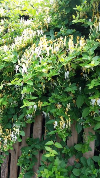 Lonicera japonica(mirele si mireasa) - Gradina si terasa PrimaLuce_7-Hello 2020