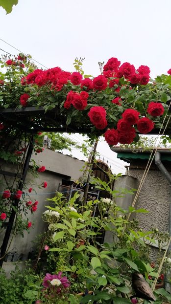  - Gradina mea 2020