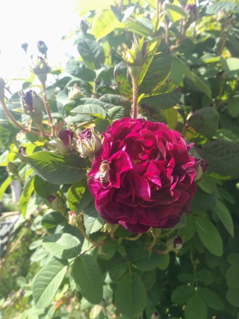 tuscany superb - Trandafiri 2020