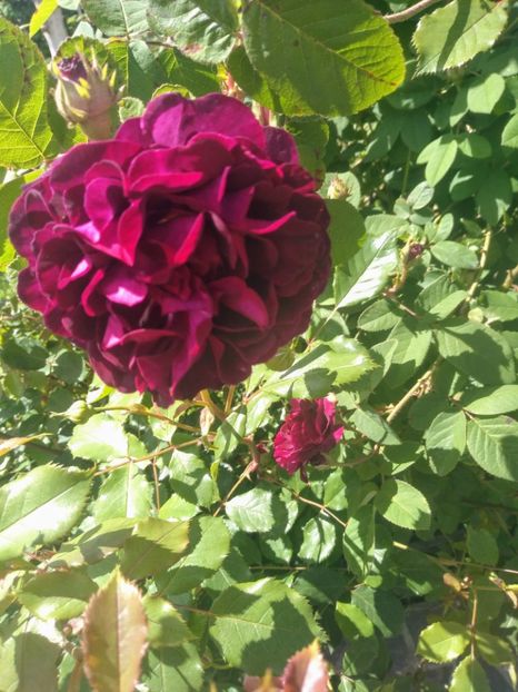 tuscany superb - Trandafiri 2020