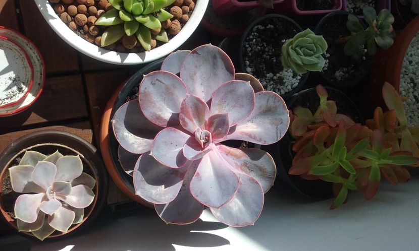 ECHEVERIA Perle von Nurnberg - SUCULENTE DEOSEBITE
