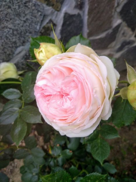 eden rose - Trandafiri 2020