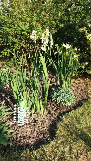 Iris siberica alba - Gradina si terasa PrimaLuce_7-Hello 2020